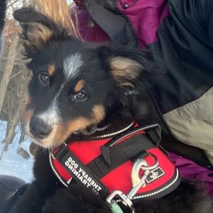 therapy dog in training vest